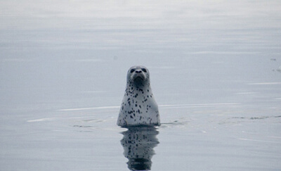 The Common Seal