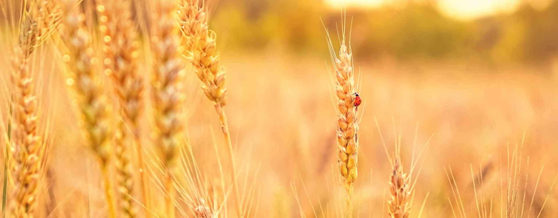 Lughnasadh: Honoring the First Harvest